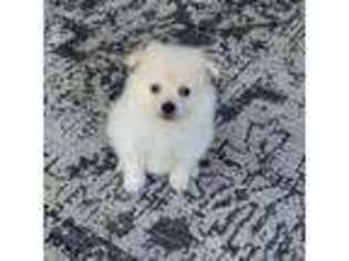 Pomeranian Puppy for sale in Helotes, TX, USA