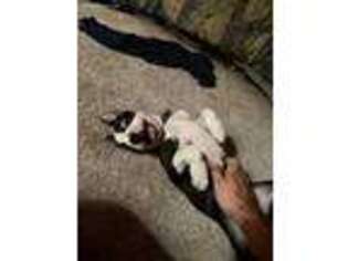 Boston Terrier Puppy for sale in Spring Valley, CA, USA