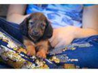 Dachshund Puppy for sale in Millersburg, OH, USA