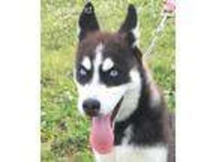 Siberian Husky Puppy for sale in Findlay, OH, USA