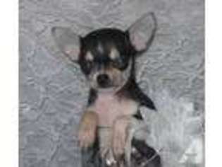 Chihuahua Puppy for sale in GOLDSBORO, NC, USA