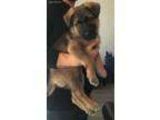 German Shepherd Dog Puppy for sale in Mequon, WI, USA