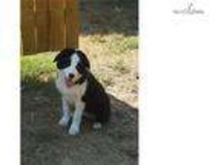 Border Collie Puppy for sale in Jackson, TN, USA