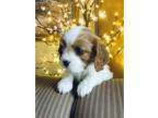 Cavalier King Charles Spaniel Puppy for sale in Cincinnati, OH, USA