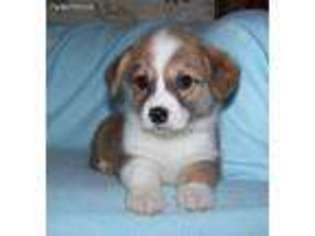 Pembroke Welsh Corgi Puppy for sale in Oneida, IL, USA