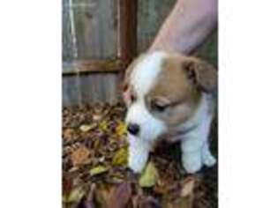 Pembroke Welsh Corgi Puppy for sale in Atascadero, CA, USA