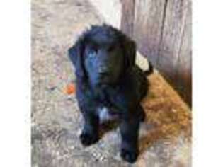 Newfoundland Puppy for sale in Chester, VT, USA