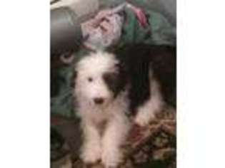 Old English Sheepdog Puppy for sale in Bethany, CT, USA