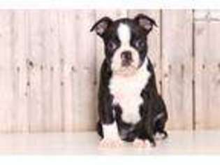 Boston Terrier Puppy for sale in Columbus, OH, USA