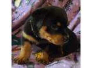 Rottweiler Puppy for sale in Casa Grande, AZ, USA