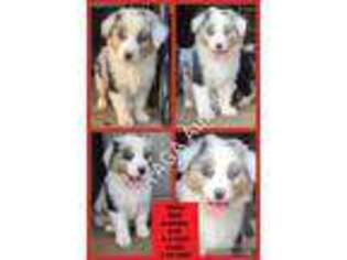Australian Shepherd Puppy for sale in Coon Rapids, IA, USA