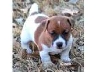 Jack Russell Terrier Puppy for sale in Seymour, TX, USA