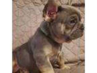 French Bulldog Puppy for sale in Mullica Hill, NJ, USA