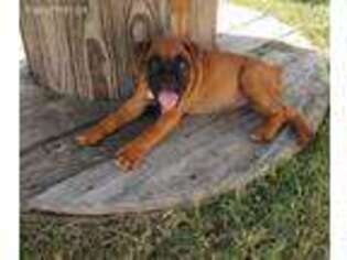 Boxer Puppy for sale in Whitesville, KY, USA