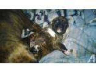 Mutt Puppy for sale in PELICAN RAPIDS, MN, USA