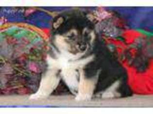 Shiba Inu Puppy for sale in Denver, PA, USA