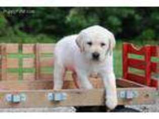 Labrador Retriever Puppy for sale in Worley, ID, USA