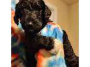 Goldendoodle Puppy for sale in Columbia, SC, USA