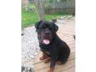 Rottweiler Puppy for sale in Groveport, OH, USA