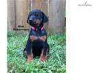 Doberman Pinscher Puppy for sale in Youngstown, OH, USA