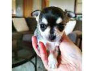 Chihuahua Puppy for sale in Lake Mills, WI, USA