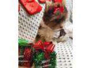 Yorkshire Terrier Puppy for sale in Gaithersburg, MD, USA