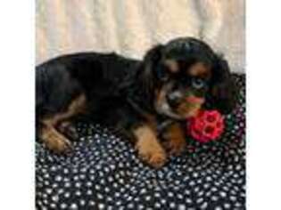 Cavalier King Charles Spaniel Puppy for sale in Poolville, TX, USA