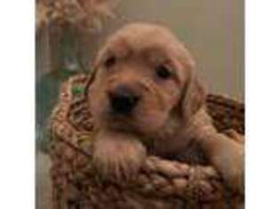 Golden Retriever Puppy for sale in Woodland, CA, USA