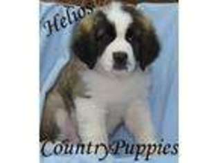 Saint Bernard Puppy for sale in Jolley, IA, USA