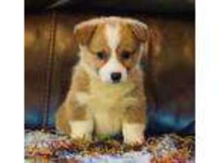 Pembroke Welsh Corgi Puppy for sale in Macon, MS, USA