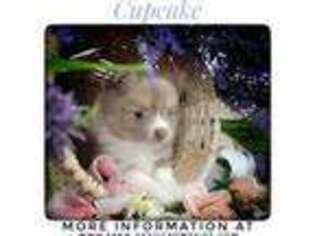 Pomeranian Puppy for sale in Salem, MO, USA