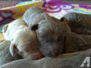 Weimaraner Puppy for sale in SHAWSVILLE, VA, USA