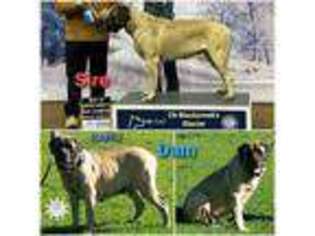 Mastiff Puppy for sale in Troy, NC, USA