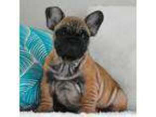 French Bulldog Puppy for sale in Dallas, TX, USA