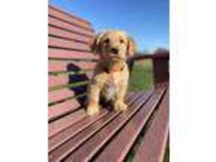 Labradoodle Puppy for sale in Wooster, OH, USA