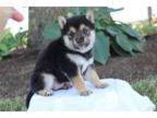 Shiba Inu Puppy for sale in Latham, MO, USA