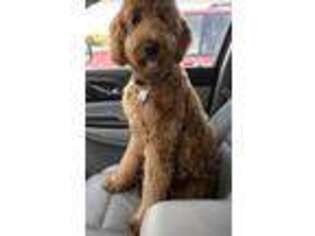 Goldendoodle Puppy for sale in Guntersville, AL, USA
