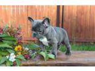 French Bulldog Puppy for sale in Paradise, TX, USA
