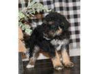 Mutt Puppy for sale in Dorset, OH, USA