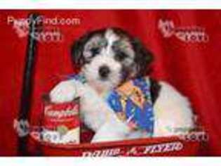 Coton de Tulear Puppy for sale in Sanger, TX, USA