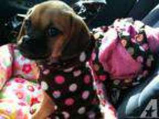 Puggle Puppy for sale in JOHNSTOWN, PA, USA