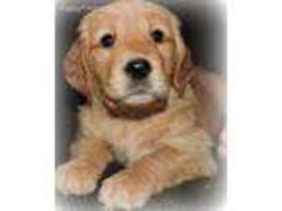 Golden Retriever Puppy for sale in Issaquah, WA, USA
