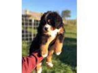 Bernese Mountain Dog Puppy for sale in Ceres, VA, USA