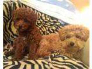 Goldendoodle Puppy for sale in Murrells Inlet, SC, USA