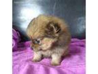 Pomeranian Puppy for sale in Danville, KY, USA