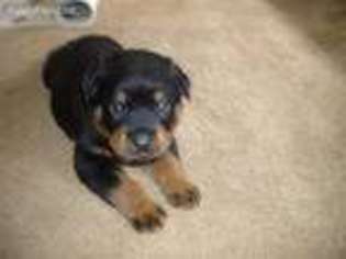 Rottweiler Puppy for sale in Perkiomenville, PA, USA