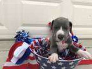 Great Dane Puppy for sale in Chesapeake, OH, USA