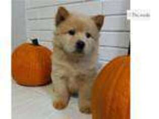 Chow Chow Puppy for sale in Richmond, VA, USA