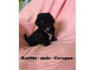 Cavapoo Puppy for sale in Alpha, KY, USA