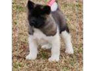 Akita Puppy for sale in Garner, NC, USA